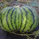 Illustration for article titled Check Out the Sexy Butt on These Watermelons